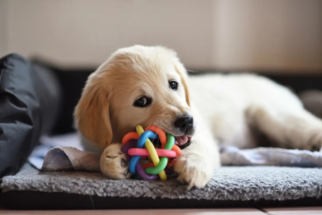 Fun Pet Toys That Encourage Healthy Play