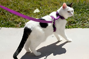 Choosing Reliable Leashes For Safe Daily Walks
