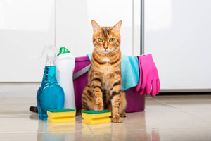Easy Bathing Routines For Fresh Comfortable Pets